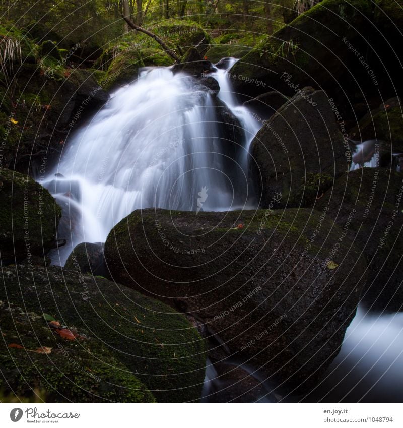 Feuchtgebiet Umwelt Natur Landschaft Pflanze Wasser Sträucher Moos Farn Wald Felsen Wasserfall Gertelbachfälle Gertelbacher Wasserfälle dunkel wild grün schwarz