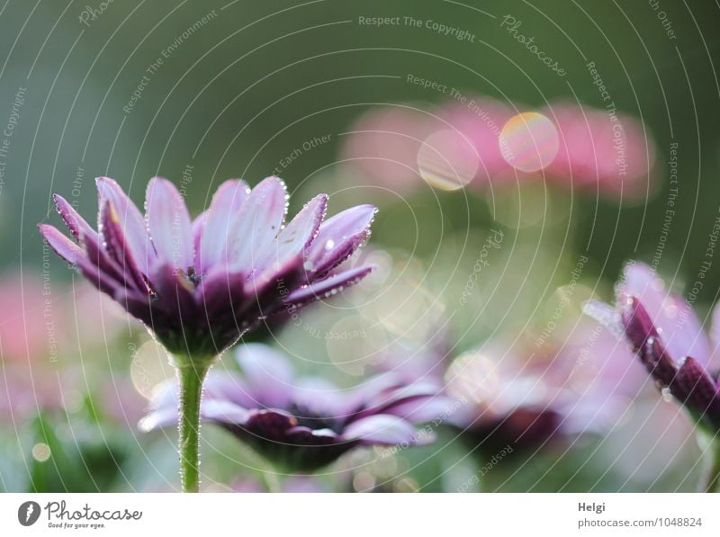 blumig... Umwelt Natur Pflanze Wassertropfen Sommer Blume Blüte Margerite Park Blühend glänzend leuchten stehen Wachstum ästhetisch schön nass natürlich grün