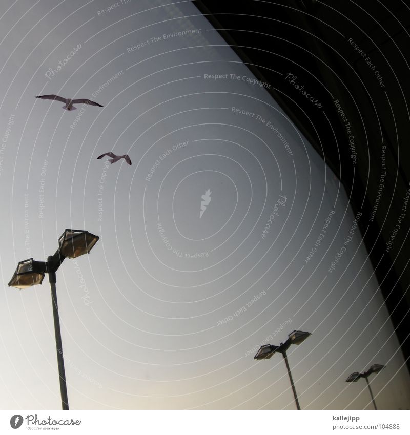 formenflug Laterne Lampe Vogel Fenster Eisenbahn S-Bahn Schweben gleiten Beleuchtung bird birds möve Fensterscheibe train Ferien & Urlaub & Reisen