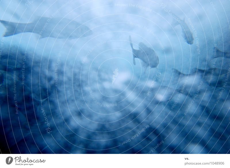 blaubb. Umwelt Natur Teich Bach Fluss Tier Wildtier Fisch Schuppen Aquarium Schwarm kalt nass Geschwindigkeit Barsch Karpfen Fischschwarm Unterwasseraufnahme