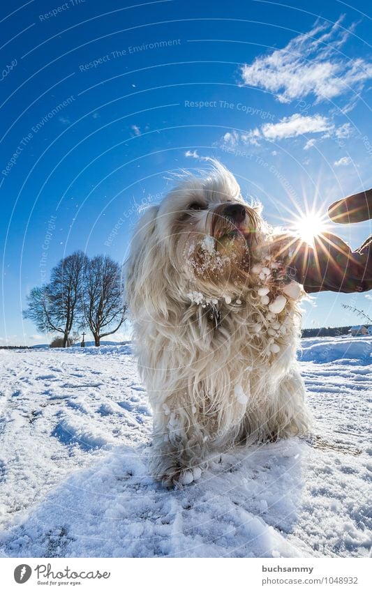 Handschlag Sonne Winter Freundschaft Tier Wolken Baum Fell langhaarig Haustier Hund Pfote 1 Zeichen Zusammensein kalt klein blau weiß Verantwortung achtsam