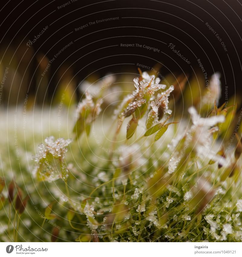 Gefrorenes Moos Natur Wasser Eis Frost Schnee Pflanze Moosteppich frieren glänzend Wachstum klein natürlich weich grün schwarz weiß bizarr kalt Stimmung