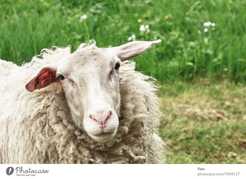 Grünzeug mit Schaf Natur Pflanze Tier Blume Gras Wiese Nutztier 1 weich grün weiß Farbfoto mehrfarbig Außenaufnahme Menschenleer Tag Tierporträt