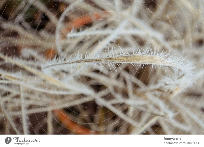 Winterstacheln Gras stachelig Natur skurril Symmetrie Tod Vergangenheit Vergänglichkeit vertrocknet Raureif Schutz Defensive Eiskristall böse gefährlich