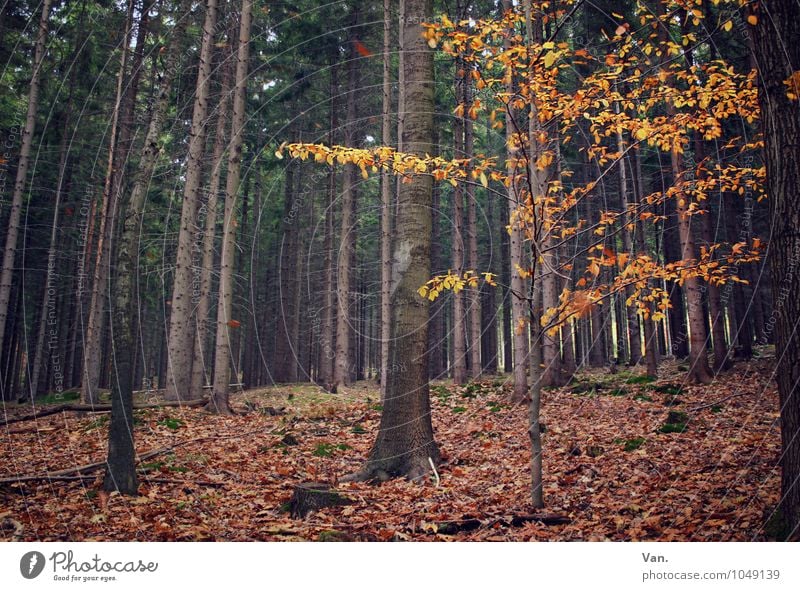 Einmal, im Wald Natur Herbst Pflanze Baum Blatt braun gelb Baumstamm Farbfoto Gedeckte Farben Außenaufnahme Menschenleer Tag