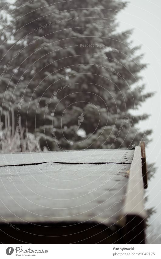 Hinter der Hüttn Baum Nadelbaum Tanne Garten Hütte Dach Perspektive Teerpappe Dachgebälk Balken Raureif grau Neigung Linie Winter Gedeckte Farben Außenaufnahme