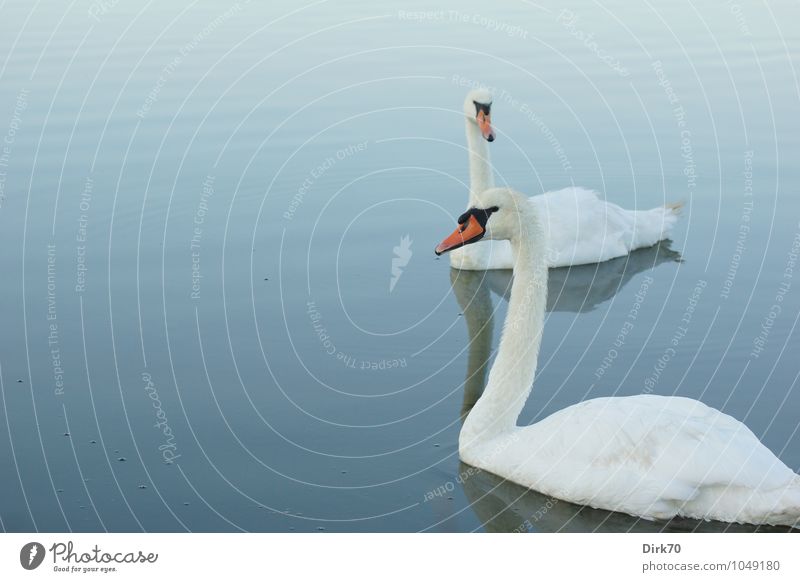 Schwanensee am frühen Morgen Natur Wasser Sommer Schönes Wetter Wellen Teich Wasseroberfläche Bretagne Frankreich Finistere Tier Wildtier Vogel Höckerschwan 2