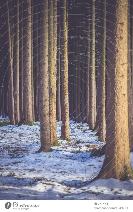 Nadelbäume im Winter Winterurlaub Umwelt Natur Landschaft Erde Sonnenaufgang Sonnenuntergang Sonnenlicht Klima Schönes Wetter Eis Frost Schnee Pflanze Baum