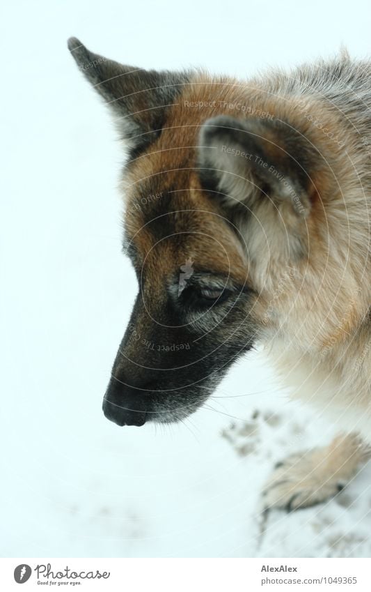 Holly Schnee Strand Tier Haustier Hund Schäferhund 1 beobachten warten ästhetisch bedrohlich frech schön listig rebellisch retro stark Lebensfreude Tapferkeit