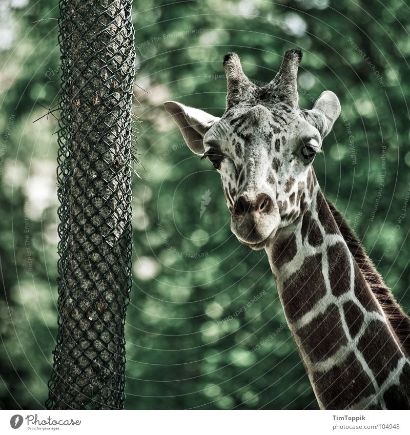 So'n Hals! Tier Baum grün braun scheckig Blick kariert Kenia Tansania Afrika Zoo Baumrinde Safari Steppe Savanne Paarhufer Serengeti Maassai Mara Uganda