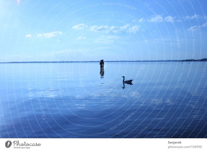 Killervogel Chiemsee See Meer Wellen Reflexion & Spiegelung Wolken Bayern Sommer Ferien & Urlaub & Reisen Liebespaar kalt nass Schwan Glätte Wildgans Gans Vogel