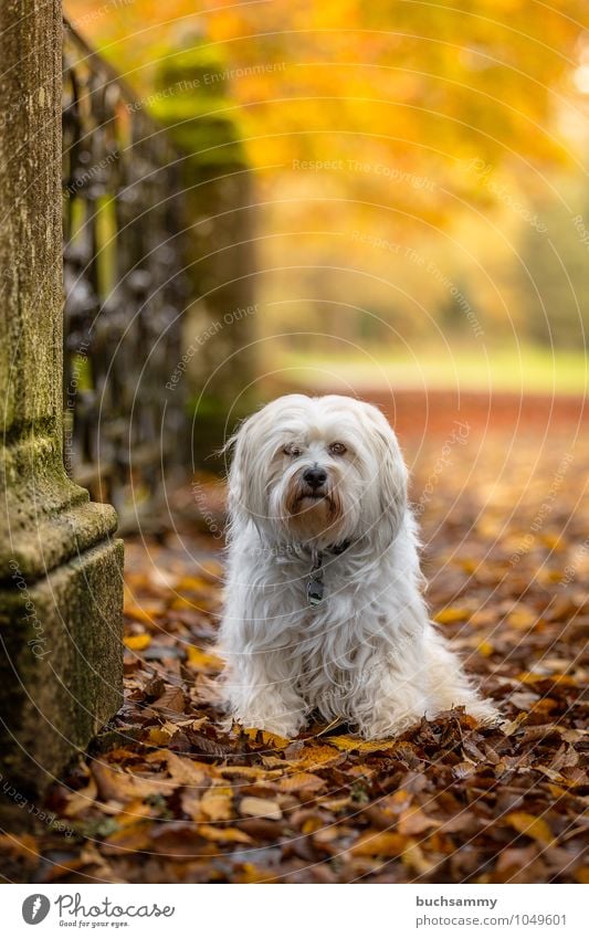 Hund in Herbstlicher Kulisse Natur Pflanze Tier Schönes Wetter Baum Blatt Park Fell langhaarig Haustier 1 sitzen klein gelb grün weiß Stimmung Bichon Haushund