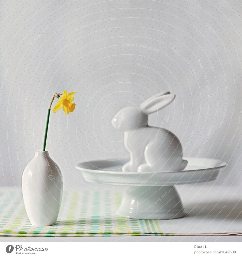 OsterStill Geschirr Ostern Blume hell Narzissen Gelbe Narzisse Stillleben Vase Hase & Kaninchen Osterhase Dekoration & Verzierung Tortenplatte Tischwäsche