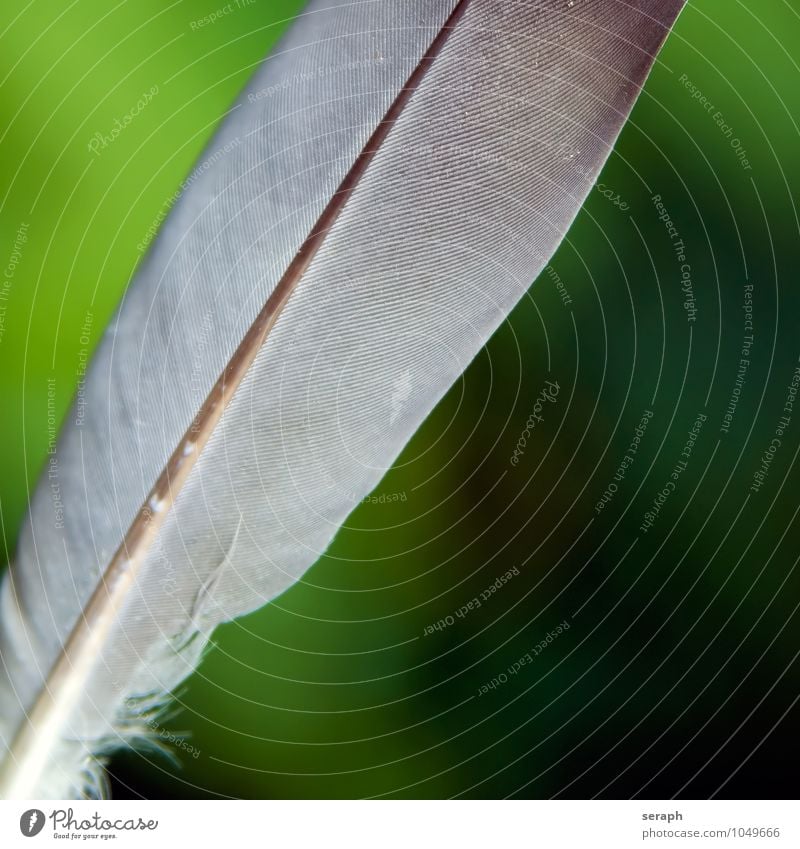 Feder Taube dove Schreibfeder weich leicht spielend Leichtigkeit fleecy fluffig flockig Strukturen & Formen keratin fauna plumage Zoologie wildlife Grundriss