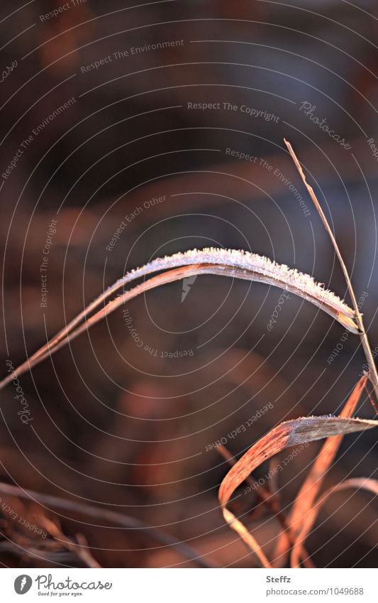 ein Grashalm in warmem Nachmittagslicht am kalten Wintertag Raureif Winterkälte Kälte Eis Frost Wildpflanze frostig heimisch kalt und warm frieren