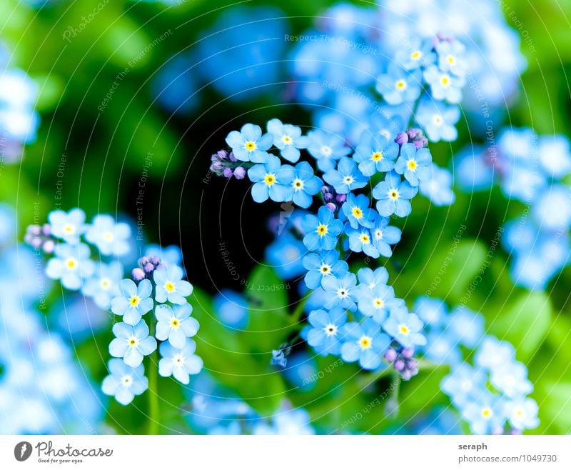 Vergissmeinnicht Vergißmeinnicht Blütenknospen Blume Blütenblatt Kelchblatt Pflanze Wachstum niedlich Botanik frisch zart Beautyfotografie zerbrechlich duftig