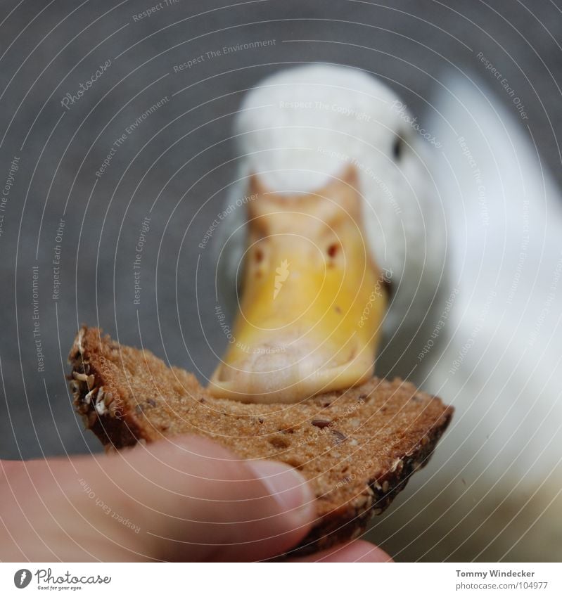 Raubtierfütterung Gans füttern Futter Brot Vesper Nahrungssuche Appetit & Hunger Futterplatz Fressen Schnabel Hand betteln Feder weiß watscheln Quaken Tier