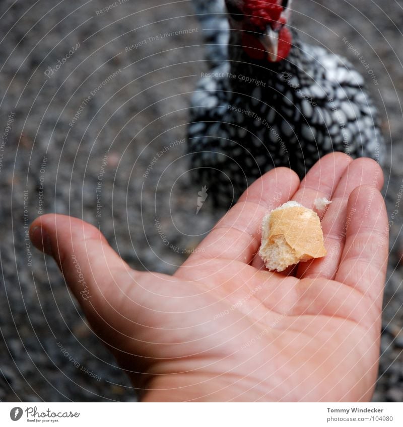 aus der hand fressen Haushuhn füttern Futter Vesper Nahrungssuche Appetit & Hunger Futterplatz Fressen Schnabel Hand betteln Feder weiß Geflügelfarm Tier Vogel