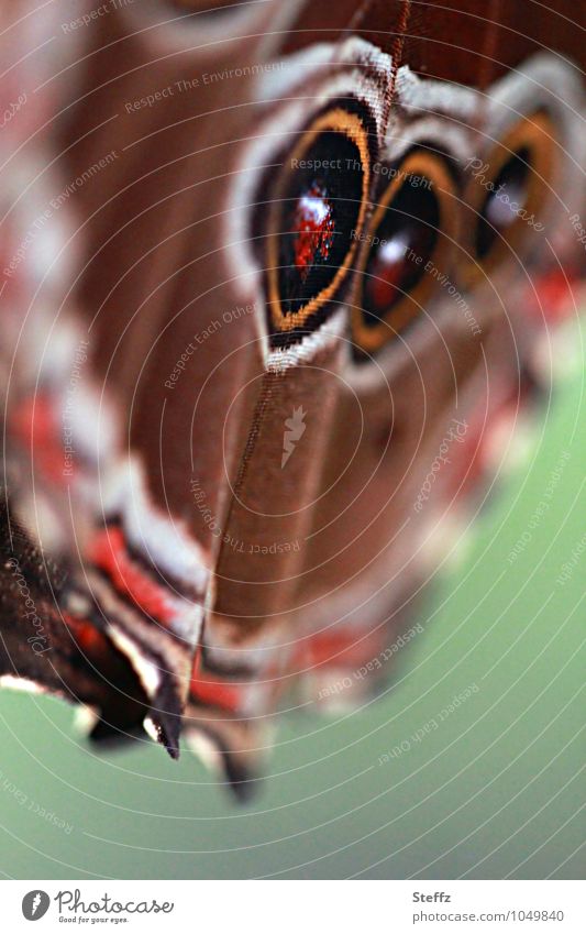 Flügel des Himmelfalters Flügelmuster Schmetterling Mimikry Tarnung Tarnmuster Tarnfarbe Warnsignal Warnfarbe Abschreckung vorgaukeln Naturdesign