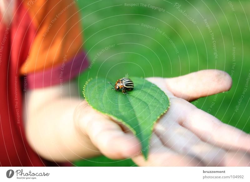 Jugend forscht Kartoffelkäfer Kind Blatt Hand Kinderhand Plage Landwirtschaft grün rot Chitin Käfer Kartoffeln Haut zehnstreifiger Leichtfuß Schädlinge