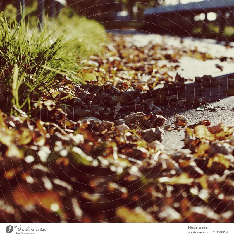 Herbstnachmittag Ferien & Urlaub & Reisen Freiheit Umwelt Natur Landschaft Klima Klimawandel Wetter Schönes Wetter Pflanze Baum Gras Sträucher Blatt Grünpflanze