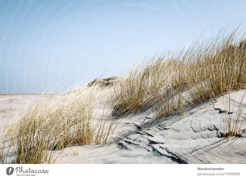 Sommer Ferien & Urlaub & Reisen Ferne Sommerurlaub Sonne Strand Meer Natur Landschaft Pflanze Sand Wolkenloser Himmel Schönes Wetter Gras Küste Nordsee frisch