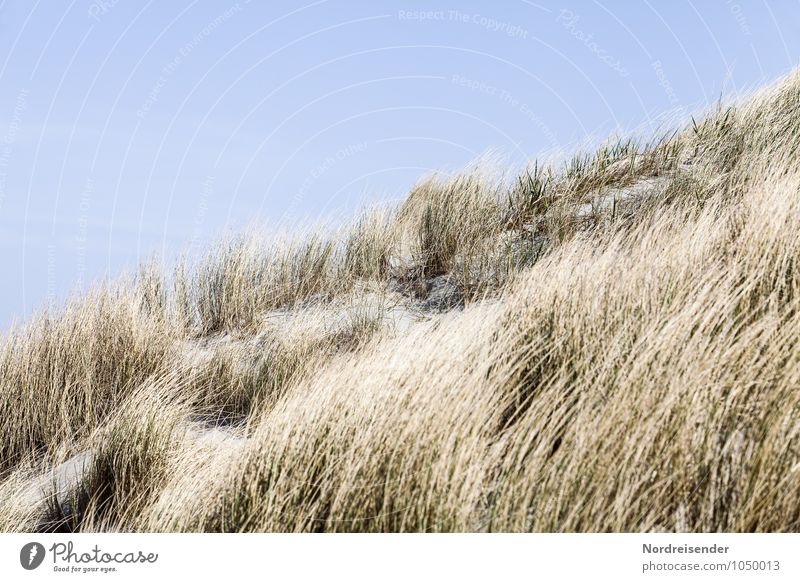 Düne Ferien & Urlaub & Reisen Sommer Sommerurlaub Strand Meer Natur Landschaft Pflanze Wolkenloser Himmel Schönes Wetter Gras Küste Sand maritim Stranddüne