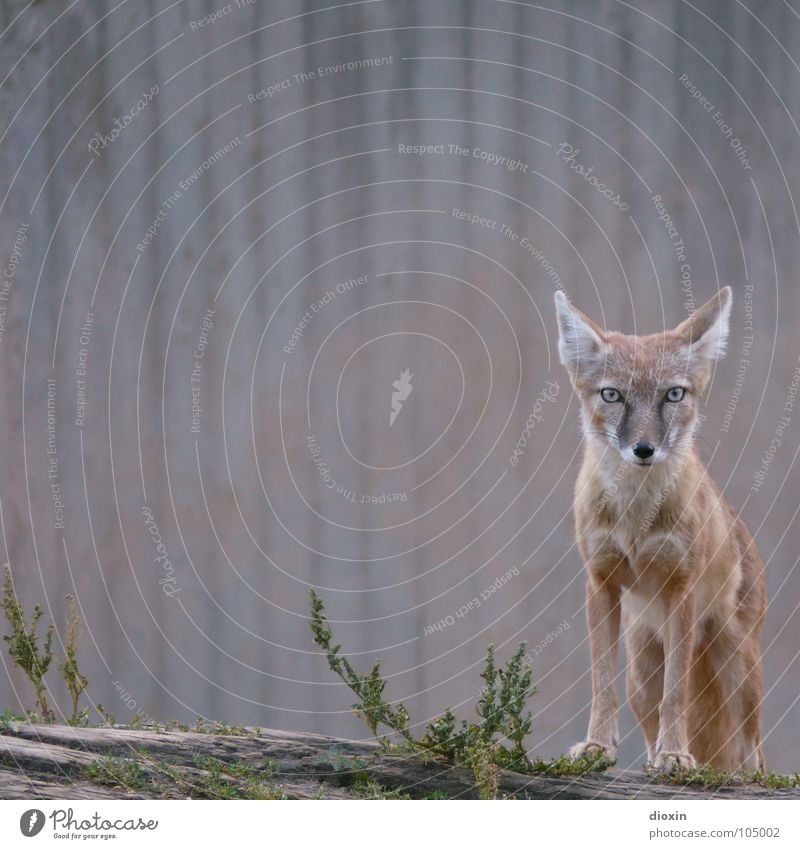 Korsak Farbfoto Außenaufnahme Menschenleer Textfreiraum links Textfreiraum oben Hintergrund neutral Tierporträt Ganzkörperaufnahme Blick Blick in die Kamera