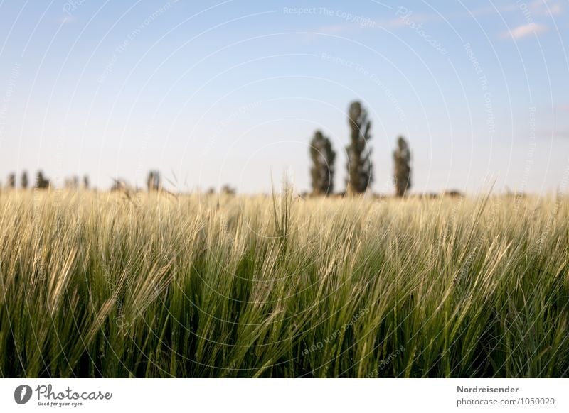 Gerste Landwirtschaft Forstwirtschaft Natur Landschaft Himmel Sommer Schönes Wetter Pflanze Baum Nutzpflanze Feld Wachstum Stimmung Gerstenfeld Gerstenähre