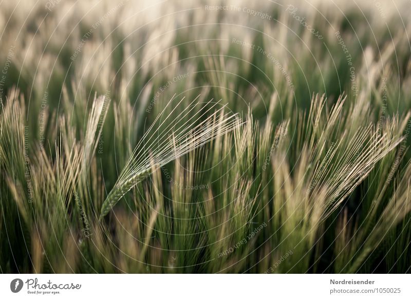 Gerste Bioprodukte Landwirtschaft Forstwirtschaft Natur Landschaft Pflanze Sommer Nutzpflanze Feld Wachstum rein Gerstenfeld Gerstenähre Granne Getreide