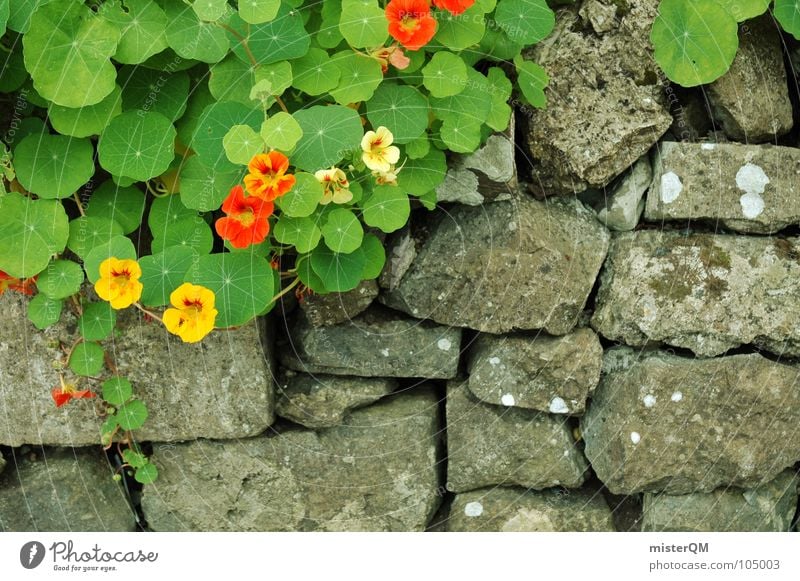 Garten Eden? Mauer Pflanze Wachstum Kräuter & Gewürze rot gelb grau Grenze grün Blume Steingarten Wegrand schäbig schön Gift trüb schlechtes Wetter Furche leer