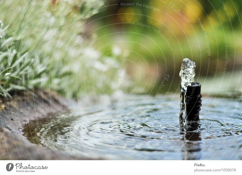 leichtes Plätschern Natur Wasser Wassertropfen Frühling Pflanze Garten Stein nass grün Wasserspiegelung Springbrunnen Wasserspritzer Brunnen Gartenbau Farbfoto