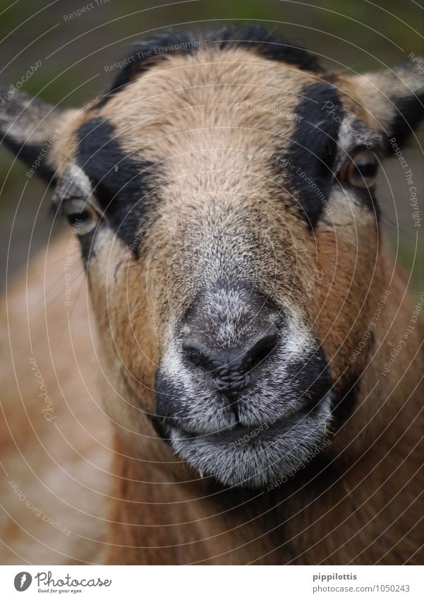 Schaf Tier Haustier Nutztier Wildtier Tiergesicht Fell Streichelzoo Kamerunschaf beobachten Blick nah Neugier wild braun Vertrauen Geborgenheit Interesse