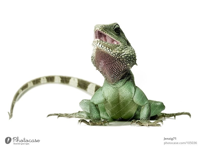 Poser 3 Echsen Echte Eidechsen Agamen Wasseragame Reptil Körperhaltung Schwanz grün Tier Warane Leguane Helge Scheune waterdragon