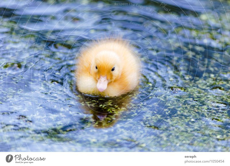 Küken Ente Vogel Feder Ornithologie Tier Natur Flügel wild wildlife Teich Tierjunges klein niedlich füttern maritim Umwelt fowl Entenvögel neugeboren fluffig