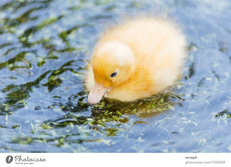 Küken Ente Vogel Feder Ornithologie Tier Natur Flügel wild Teich Tierjunges klein niedlich füttern maritim Umwelt fowl Entenvögel neugeboren fluffig Haustier