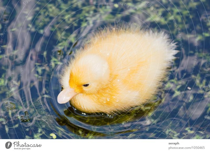 Entenküken Küken Vogel plumage fowl Feder Ornithologie Meer Tier Teich See Flügel wild Natur Tierjunges klein süß niedlich maritim neugeboren weich fluffig Baby