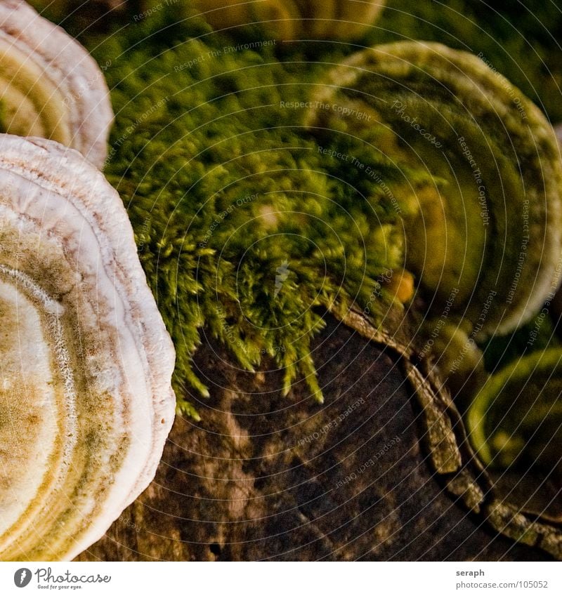 Baumpilze Pilz Pilzhut Moos Flechten Baumstamm Baumstumpf verrotten Schimmelpilze Lebensformen Symbiose Boden Waldboden Baumrinde braun Herbst herbstlich