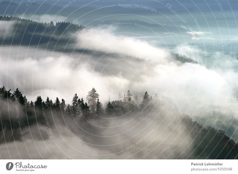 Herbstnebel Freiheit Umwelt Natur Landschaft Klima Nebel Berge u. Gebirge Kanton Freiburg Deutschland Baden-Württemberg Europa Menschenleer ästhetisch