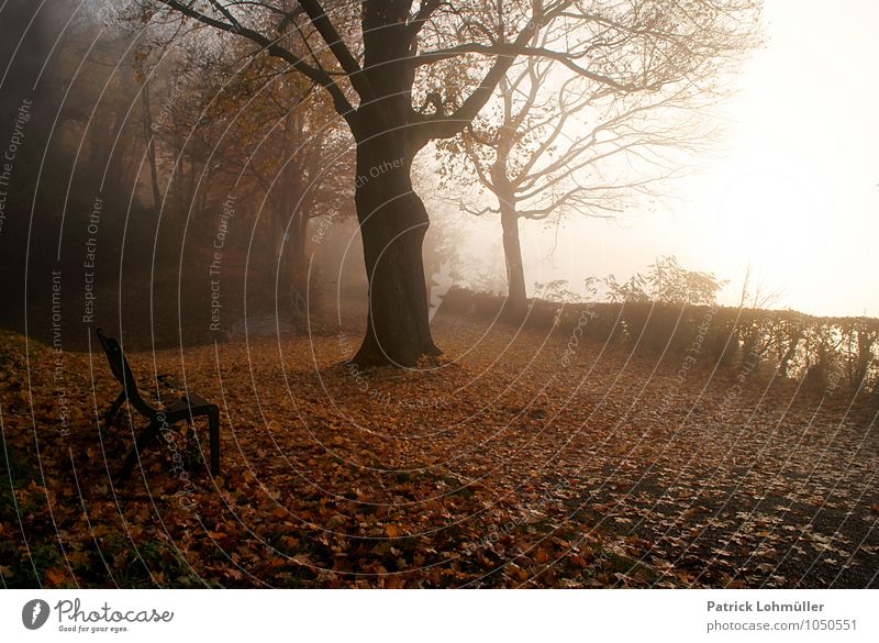 Herbststimmung Umwelt Natur Landschaft Erde Wetter Nebel Wald Freiburg im Breisgau Deutschland Baden-Württemberg Europa ästhetisch dunkel Stimmung ruhig