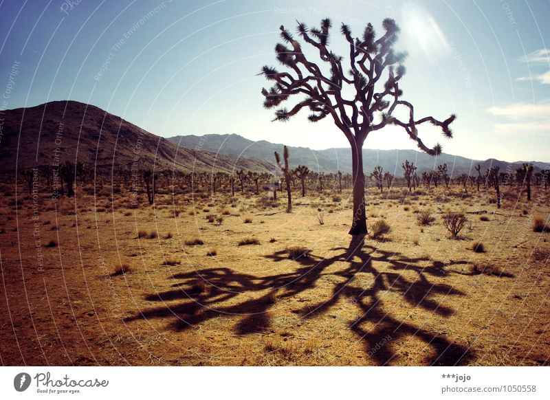 where the streets have no name. Umwelt Landschaft Sommer Pflanze Baum Kaktus Hügel Wüste Ferien & Urlaub & Reisen Joshua Tree Joshua Tree National Park