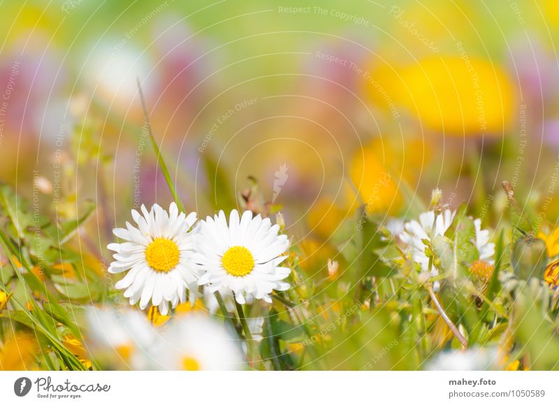 Zweisamkeit Natur Pflanze Frühling Schönes Wetter Blume Gras Wildpflanze Wiese Blühend frisch Glück hell schön klein gelb grün weiß Lebensfreude