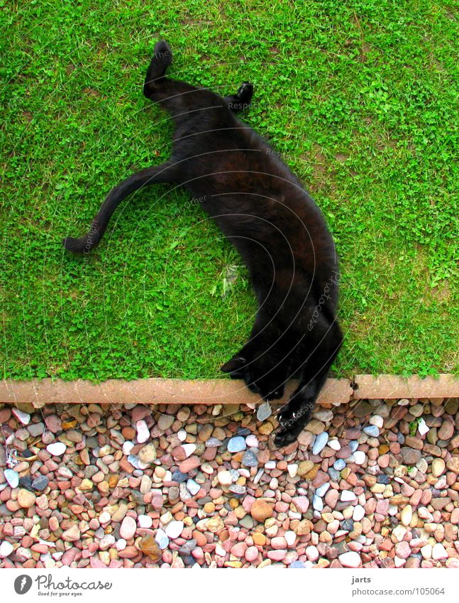 Katzenflickflack springen Salto Zirkus Wiese Spielen Tier schlafen Säugetier Flick Flack Verkehrswege kähnen jarts