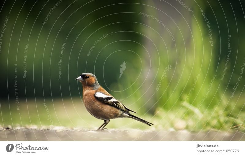 Buchfink Natur Tier Wildtier Vogel 1 Blick stehen warten Farbfoto Außenaufnahme Menschenleer Textfreiraum oben Tag Sonnenlicht Zentralperspektive Tierporträt