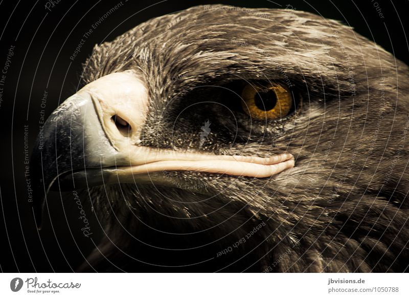 Adlerauge Tier Wildtier Vogel Tiergesicht Greifvogel 1 stark braun Stolz Ausschau halten Blick Adleraugen Schnabel gefiedert Farbfoto Gedeckte Farben