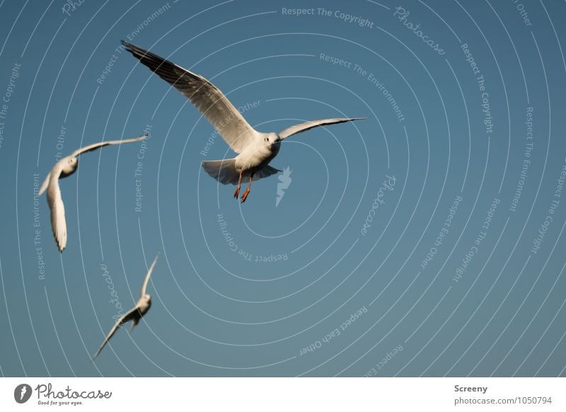 Mamöwer Natur Tier Luft Himmel Wolkenloser Himmel Sommer Schönes Wetter Flussufer Wildtier Vogel Möwe Möwenvögel 3 Tiergruppe fliegen elegant blau weiß Freiheit