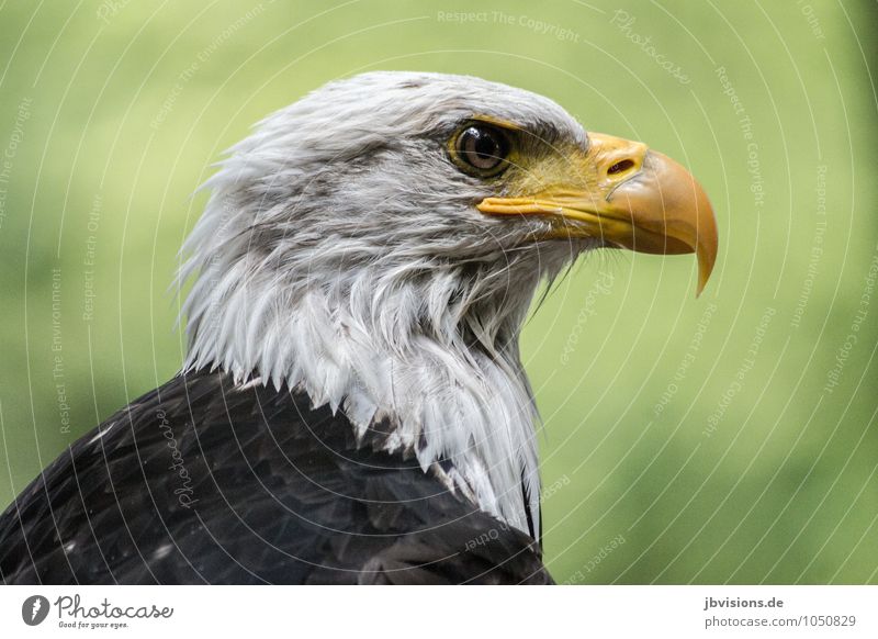 Frisch gebadet Tier Wildtier Vogel Weisskopfseeadler Adler Greifvogel 1 nass weiß Stolz eitel Kraft Gebadet Blick Schnabel schön Erfrischung Farbfoto