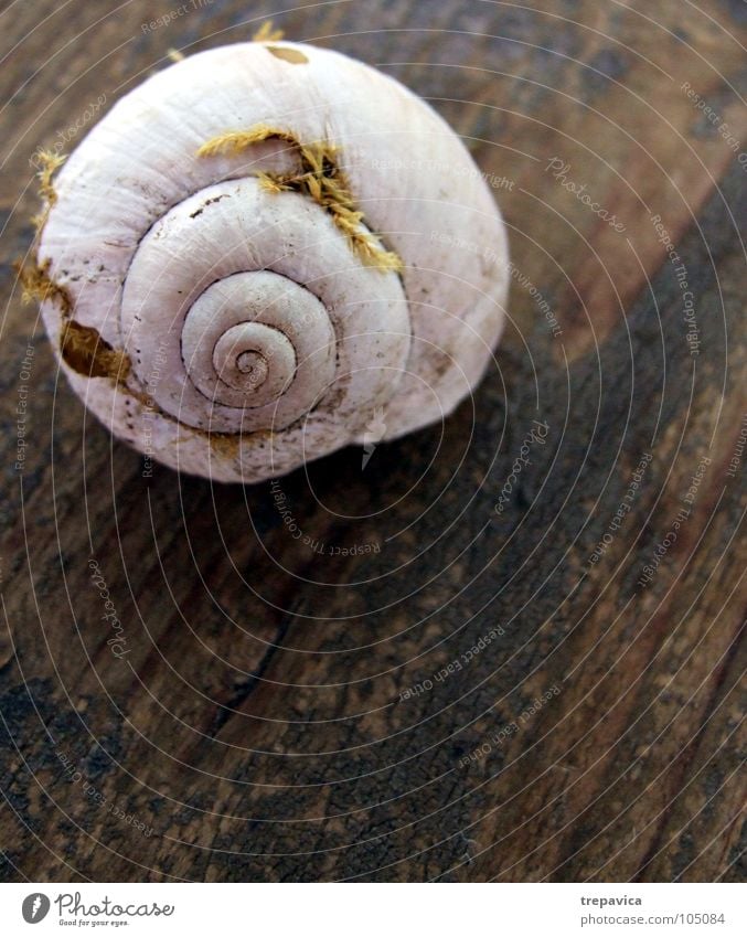 schnecke I Schneckenhaus Strand Haus Einsamkeit Tier langsam Sommer Holz Spirale weiß Schleim Hintergrundbild See Gras Wohnung Meer braun gelb Natur Regen