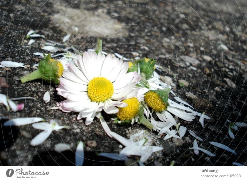 er liebt mich...er liebt mich nicht...oder doch? gelb weiß grün Blume Gänseblümchen Blüte gepflückt kaputt Blütenblatt