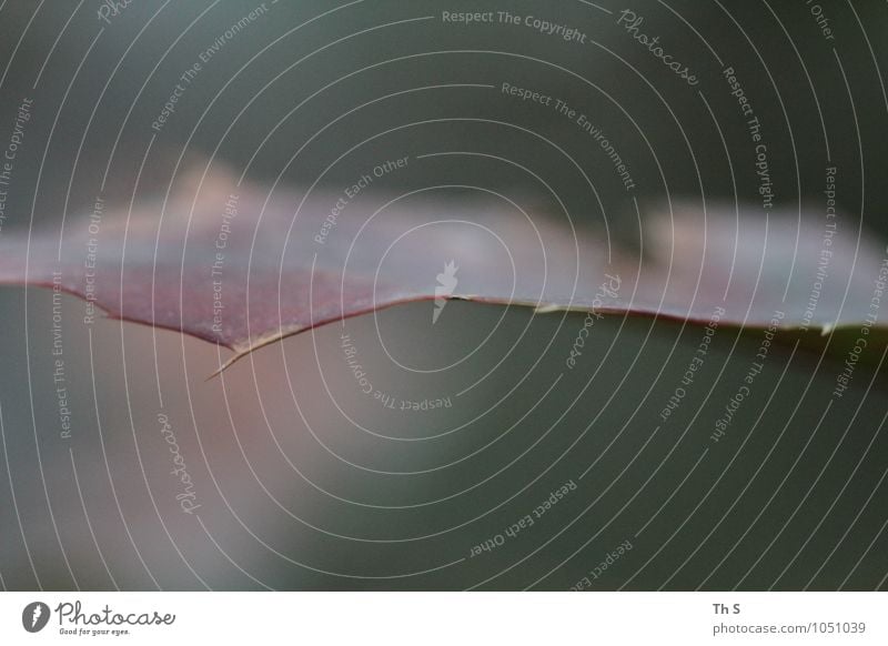 Blatt Natur Pflanze Herbst Winter Blühend verblüht ästhetisch authentisch einfach elegant natürlich grün rot Gelassenheit geduldig ruhig einzigartig harmonisch